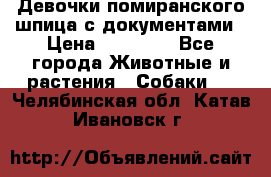 Девочки помиранского шпица с документами › Цена ­ 23 000 - Все города Животные и растения » Собаки   . Челябинская обл.,Катав-Ивановск г.